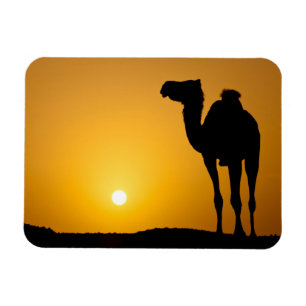 Silhouette of a wild camel at sunset magnet