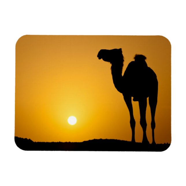 Silhouette of a wild camel at sunset magnet (Horizontal)