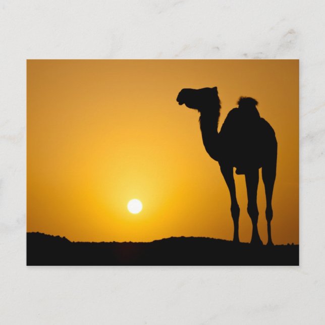 Silhouette of a wild camel at sunset postcard (Front)
