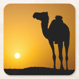 Silhouette of a wild camel at sunset square paper coaster
