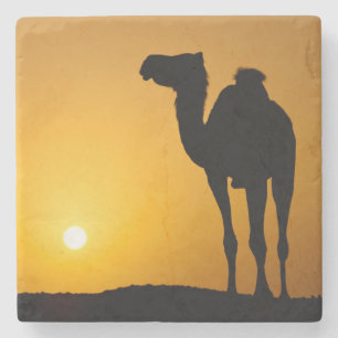 Silhouette of a wild camel at sunset stone coaster