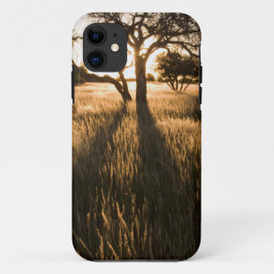Silhouette Of Acacia Trees In Grass. Mariental iPhone 11 Case