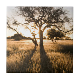 Silhouette Of Acacia Trees In Grass. Mariental Ceramic Tile