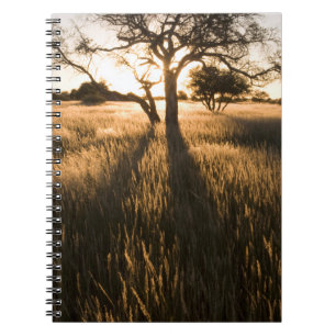 Silhouette Of Acacia Trees In Grass. Mariental Notebook