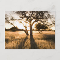 Silhouette Of Acacia Trees In Grass. Mariental