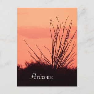 Silhouette of an ocotillo Arizona Postcard