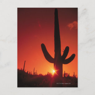 Silhouette of cactus at dusk , Saguaro National Postcard