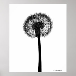 Silhouette of dandelion poster