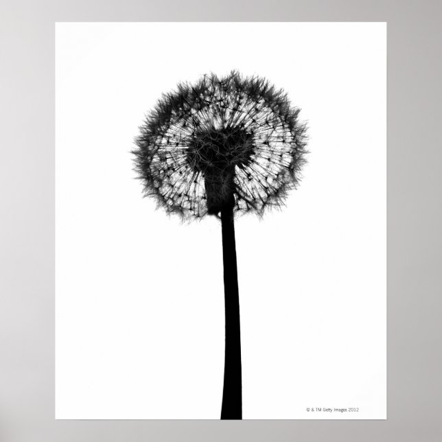 Silhouette of dandelion poster (Front)
