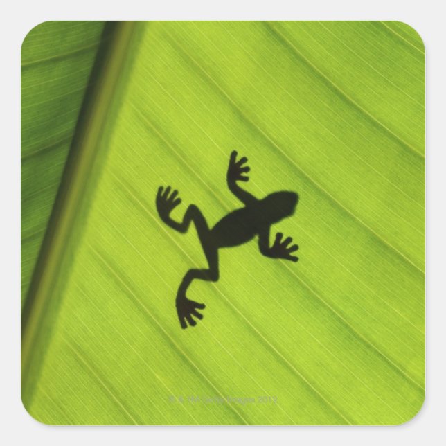 Silhouette of frog through banana leaf square sticker (Front)
