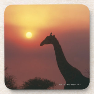 Silhouette of Giraffe (Giraffa Camelopardalis) Coaster