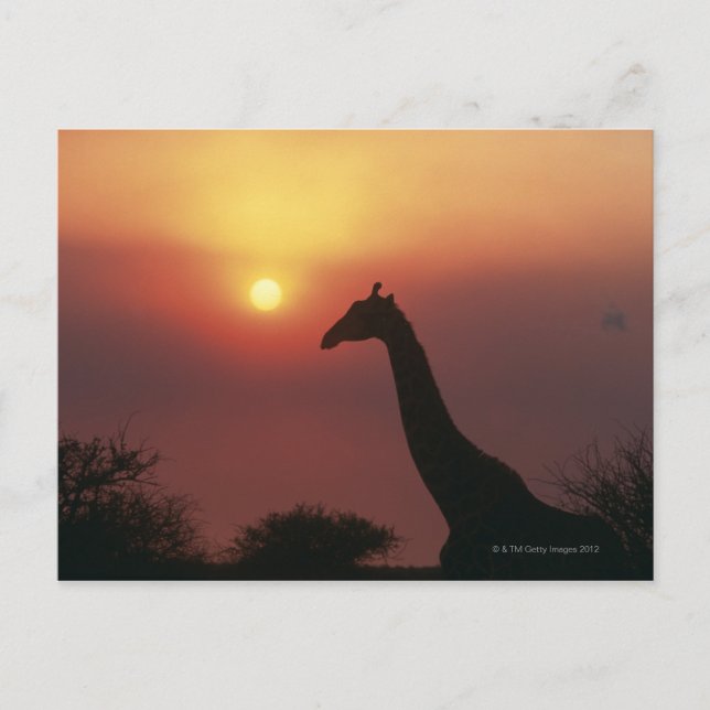 Silhouette of Giraffe (Giraffa Camelopardalis) Postcard (Front)