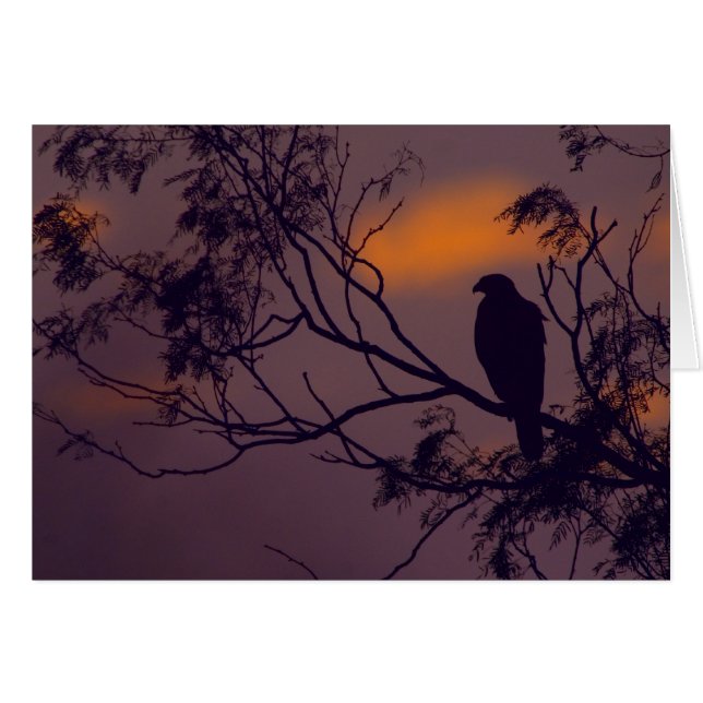 Silhouette of Harris Hawk (Parabuteo unicinctus) (Front Horizontal)