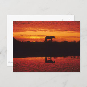 Silhouette of Horse against Sunset Sky Postcard