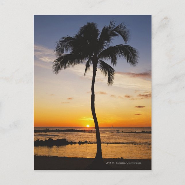 Silhouette of one Palm Tree by a Red Orange Sunset Postcard (Front)