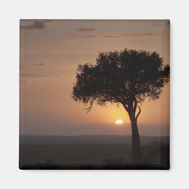Silhouette of tree on plain, Masai Mara 2 Magnet (Front)