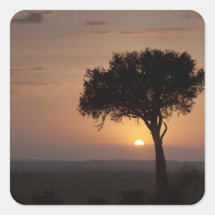 Silhouette of tree on plain, Masai Mara 2 Square Sticker