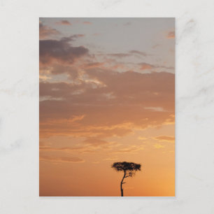 Silhouette of tree on plain, Masai Mara Postcard