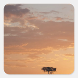 Silhouette of tree on plain, Masai Mara Square Sticker