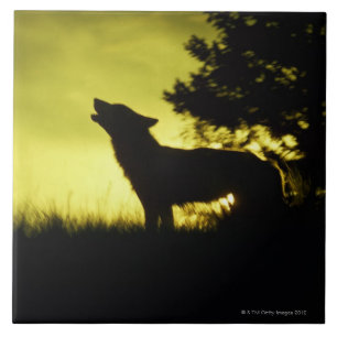Silhouette of wolf howling ceramic tile
