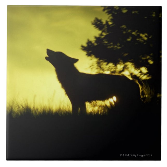 Silhouette of wolf howling ceramic tile (Front)
