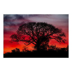 Silhouette Tree Against Red Sky Poster