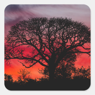 Silhouette Tree Against Red Sky Square Sticker