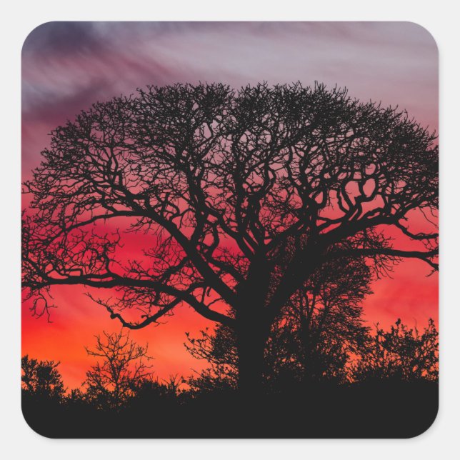 Silhouette Tree Against Red Sky Square Sticker (Front)