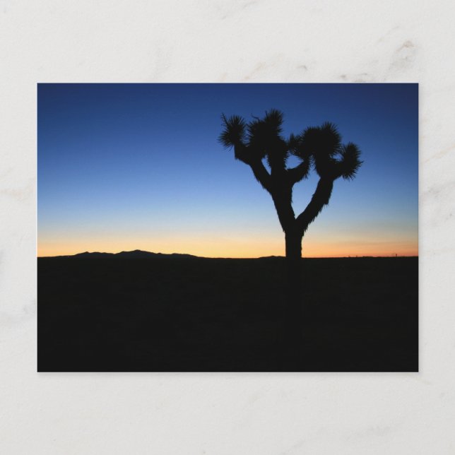 Silhouetted Joshua Tree Postcard (Front)