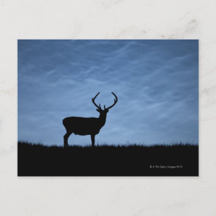 Silhouetted Red Deer Stag at Night Postcard