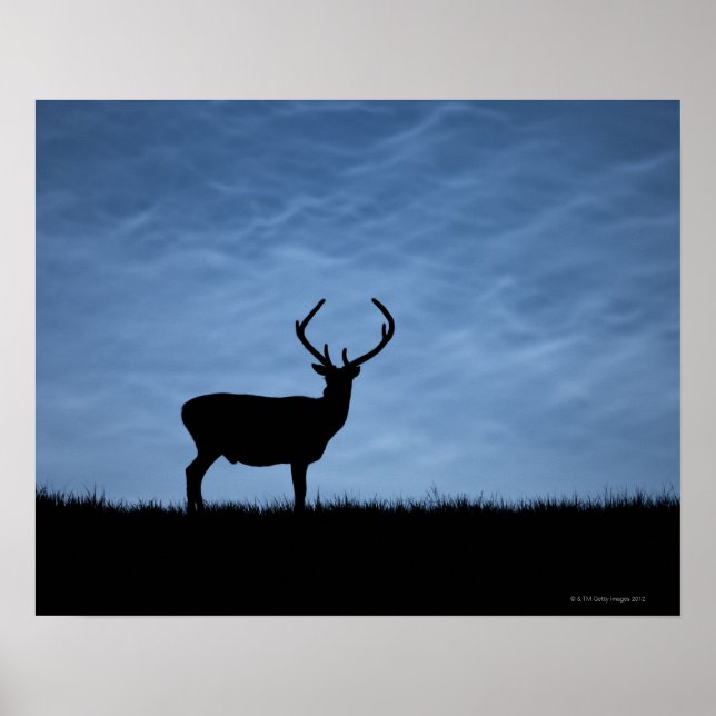 Silhouetted Red Deer Stag at Night Poster (Front)