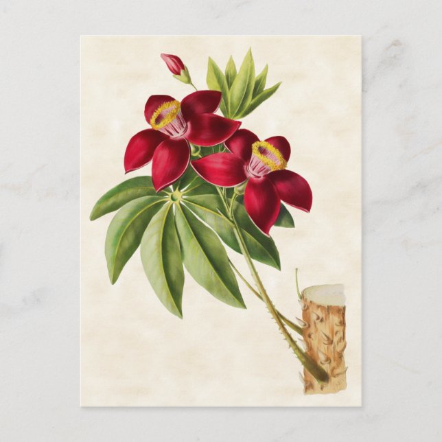 Silk Cotton Tree Vintage Botanical Postcard (Front)