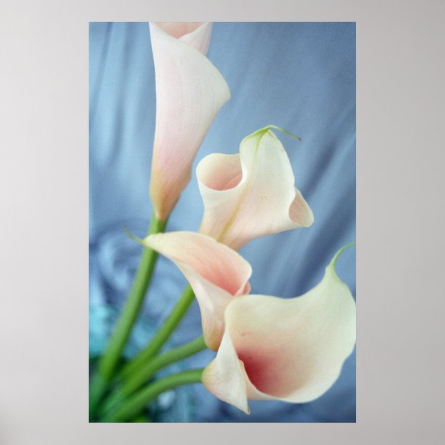 Silk Parade White Calla Lily Photography Posters (Front)