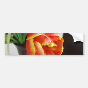 Silk Tulip Bumper Sticker