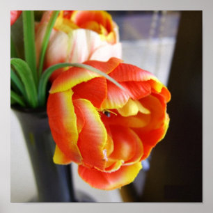 Silk Tulip Canvas Print