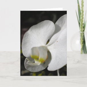 Silk White Orchid Greeting Card