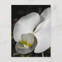 Silk - White Orchids - Postcard