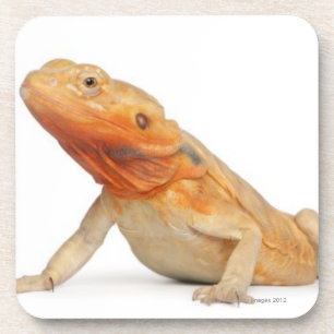 SilkBacks scaleless Bearded Dragon - Pogona Coaster