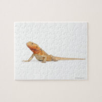 SilkBacks scaleless Bearded Dragon - Pogona