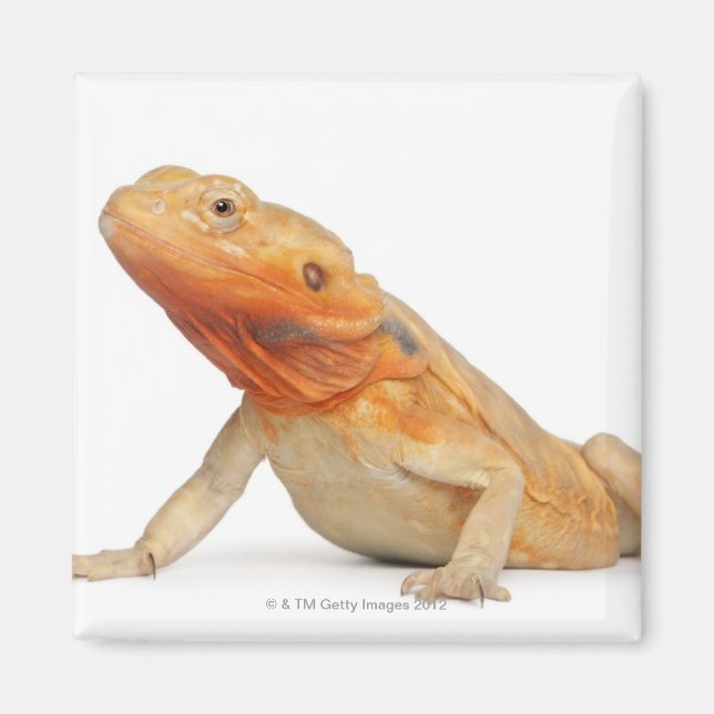 SilkBacks scaleless Bearded Dragon - Pogona Magnet (Front)