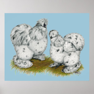 Silkie Bantam Splash Chickens Poster