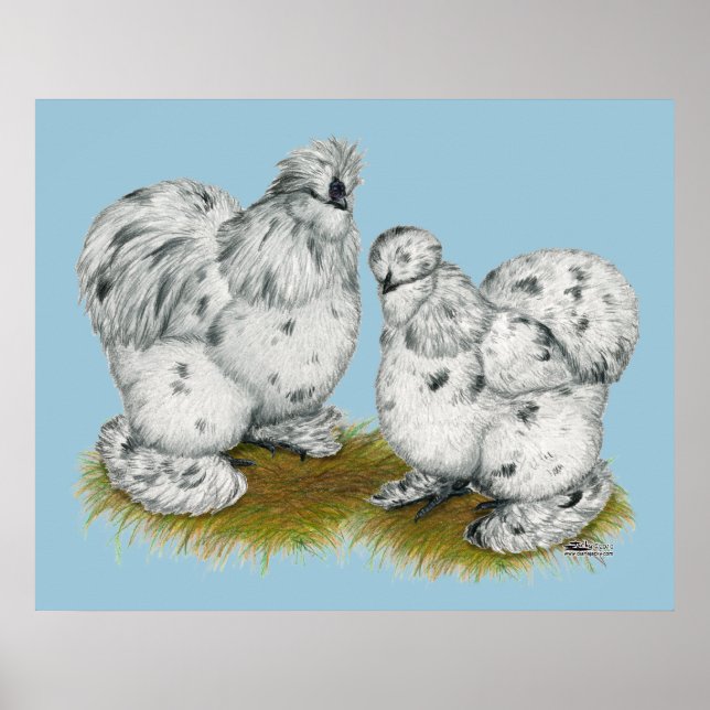 Silkie Bantam Splash Chickens Poster (Front)