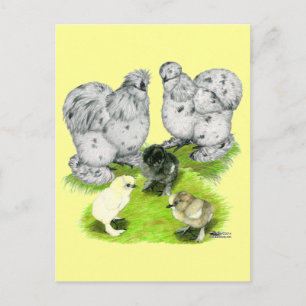 Silkie Bantam Splash Family Postcard