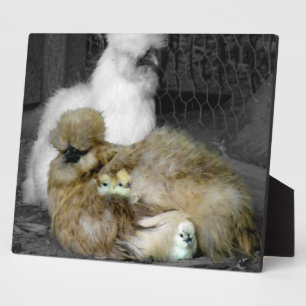 Silkie Hens with Chicks Peeking out of Feathers Plaque