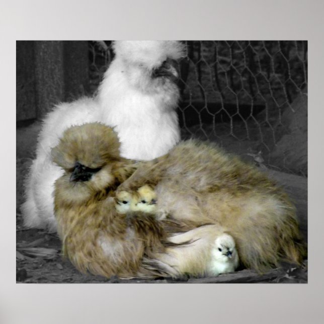 Silkie Hens with Chicks Peeking out of Feathers Poster (Front)