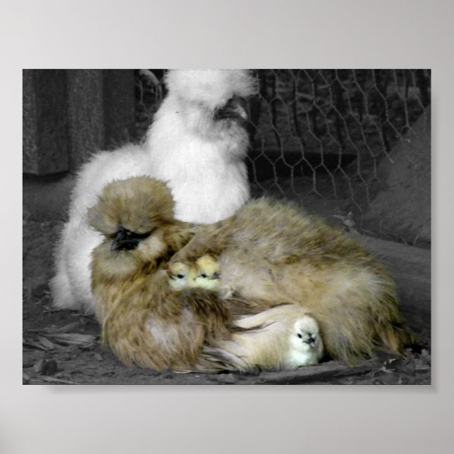 Silkie Hens with Chicks Peeking out of Feathers Poster (Front)