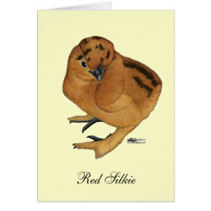 Silkie Red Chick