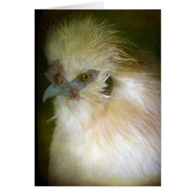 Silkie Rooster (Front)