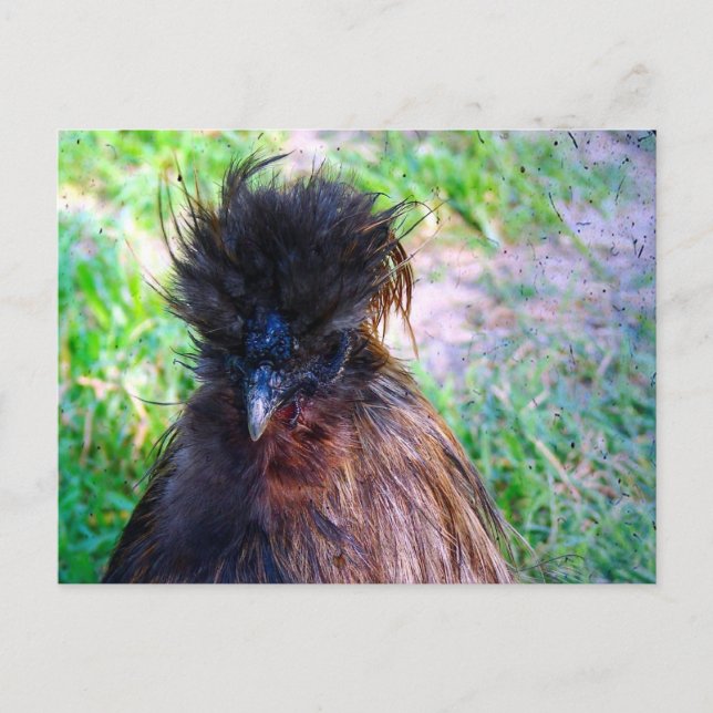 Silkie Rooster Postcard (Front)