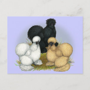 Silkie Trio Postcard